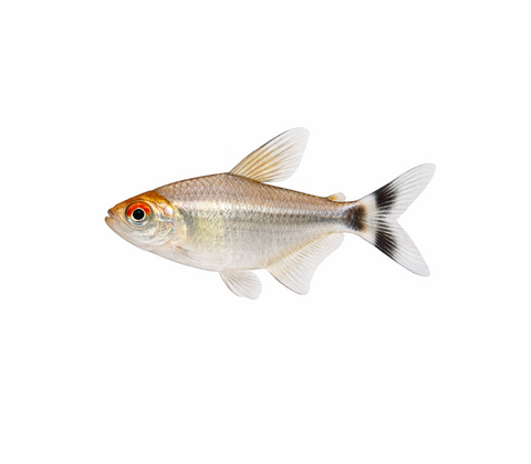 Smoking Tetra / Rødøjet tetra - Moenkhausia sanctaefilomenae