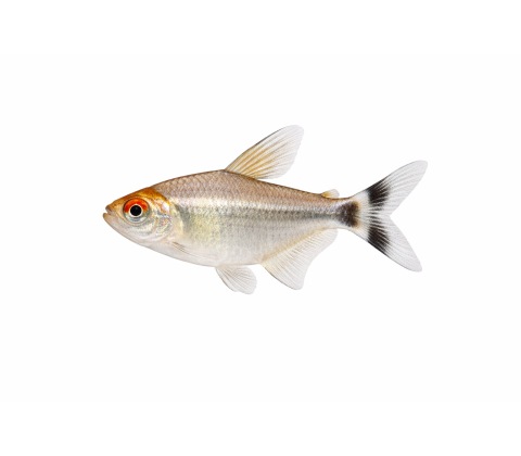 Smoking Tetra / Rødøjet tetra - Moenkhausia sanctaefilomenae