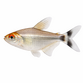 Smoking Tetra / Rødøjet tetra - Moenkhausia sanctaefilomenae