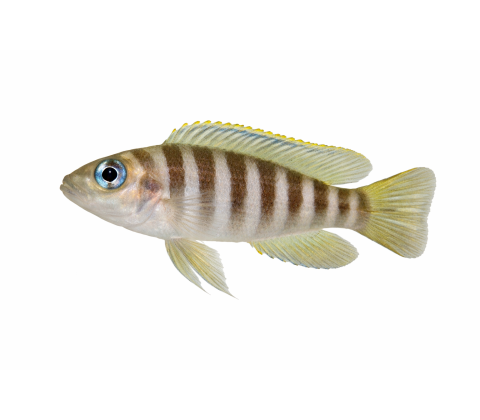 Sneglehus-cichlide - Neolamprologus multifasciatus