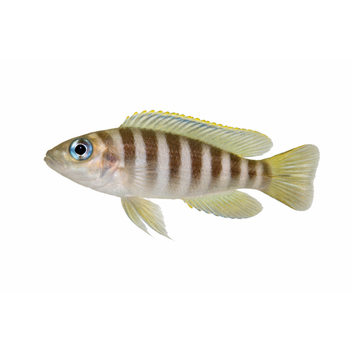 Sneglehus-cichlide - Neolamprologus multifasciatus