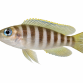 Sneglehus-cichlide - Neolamprologus multifasciatus