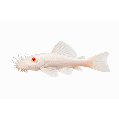 Snow White Ancistrus - Ancistrus sp. "Snow White"