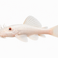 Snow White Ancistrus - Ancistrus sp. "Snow White"