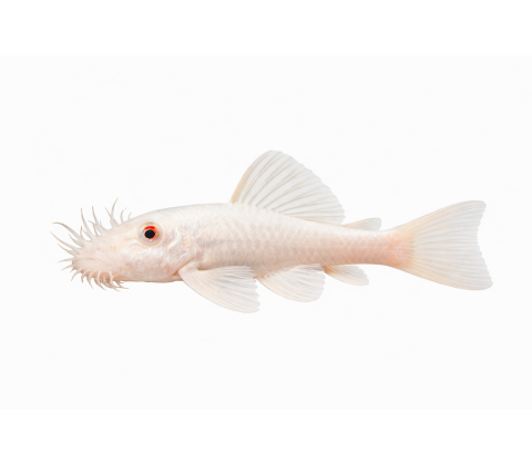 Snowwhite Ancistrus - Ancistrus sp.