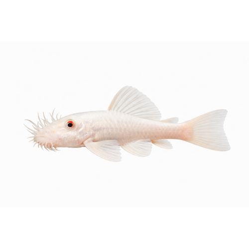 Snowwhite Ancistrus - Ancistrus sp.