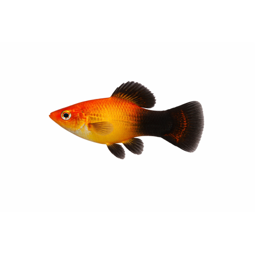 Solskinds Wagtail Platy - Xiphophorus maculatus