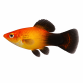 Solskinds Wagtail Platy - Xiphophorus maculatus