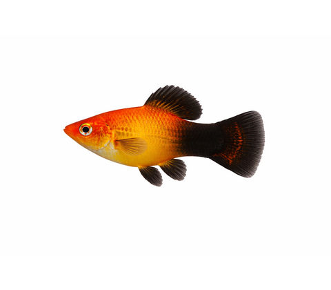 Solskinds Wagtail Platy - Xiphophorus maculatus