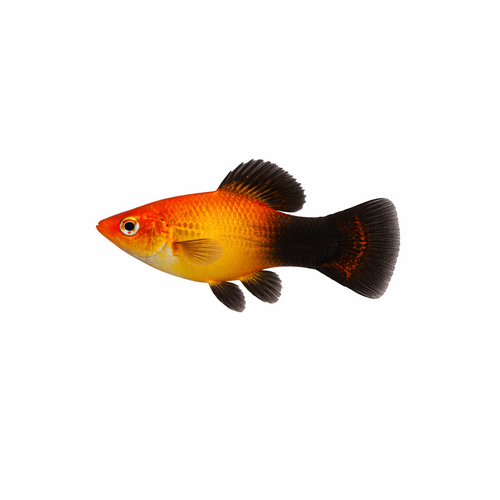Solskinds Wagtail Platy - Xiphophorus maculatus
