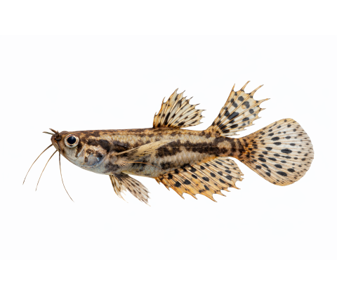 Sommerfugle fisk - Pantodon buchholzi