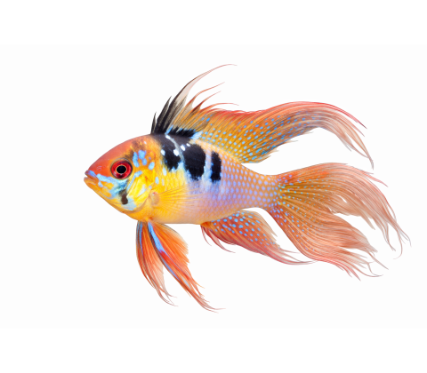 Sommerfuglecichlide  Longfin - Mikrogeophagus ramirezi “Longfin”