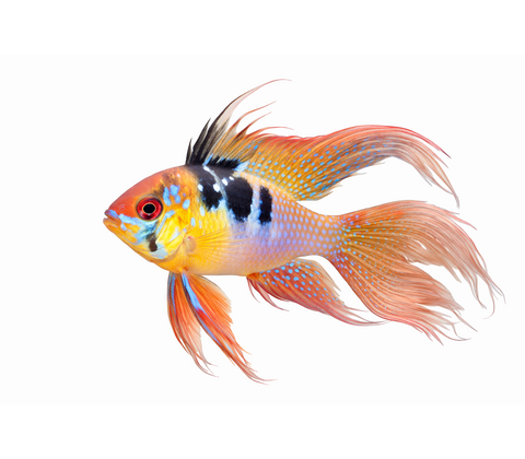 Longfin Sommerfuglecichlide - Mikrogeophagus ramirezi “Longfin”