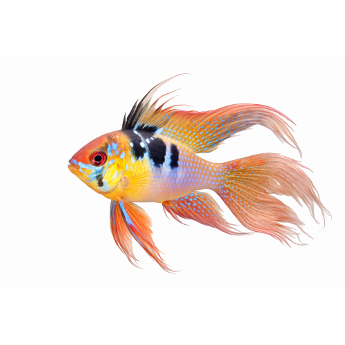 Sommerfuglecichlide  Longfin - Mikrogeophagus ramirezi “Longfin”