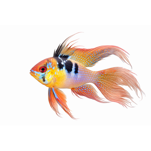 Longfin Sommerfuglecichlide - Mikrogeophagus ramirezi “Longfin”