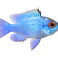 Electric Blue Sommerfuglecichlide  - Mikrogeophagus ramirezi “Electric Blue”
