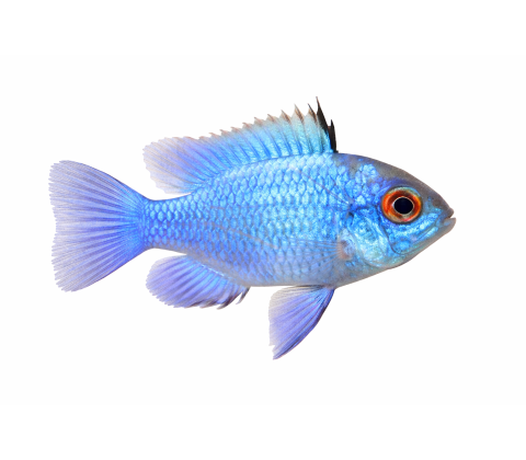 Sommerfuglecichlide  Electric Blue - Mikrogeophagus ramirezi “Electric Blue”