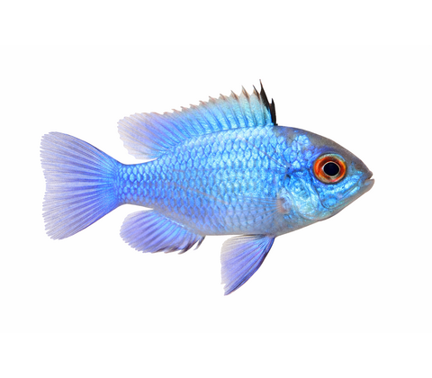 Electric Blue Sommerfuglecichlide  - Mikrogeophagus ramirezi “Electric Blue”