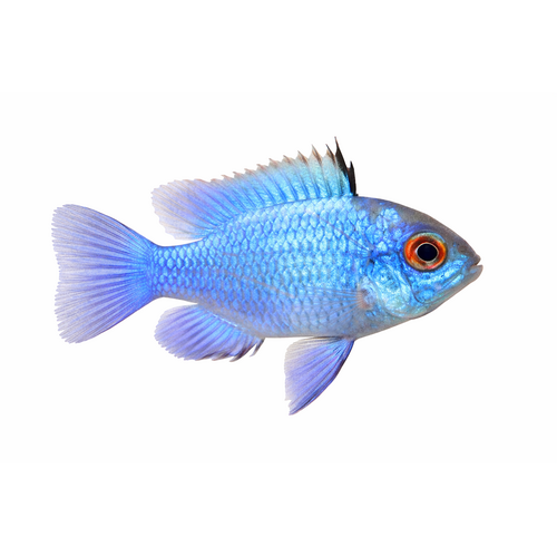 Electric Blue Sommerfuglecichlide  - Mikrogeophagus ramirezi “Electric Blue”