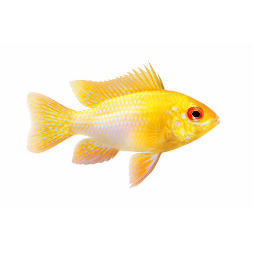 Gold Sommerfuglecichlide - Mikrogeophagus ramirezi “Gold”