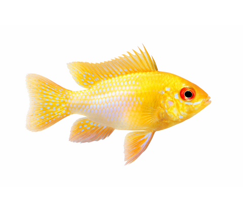 Gold Sommerfuglecichlide - Mikrogeophagus ramirezi “Gold”
