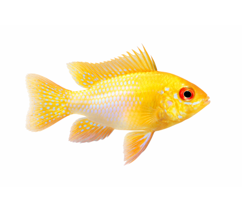 Sommerfuglecichlide Gold - Mikrogeophagus ramirezi “Gold”