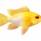 Sommerfuglecichlide Gold - Mikrogeophagus ramirezi “Gold”