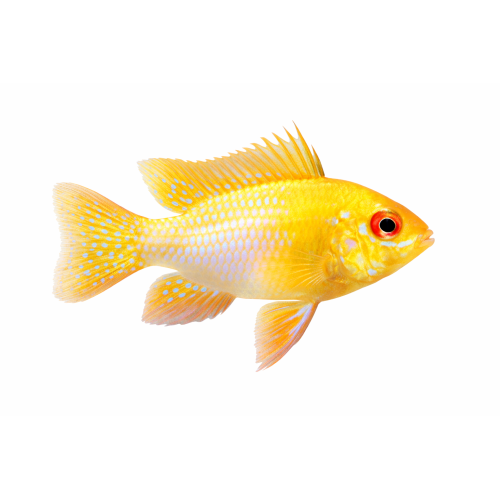 Sommerfuglecichlide Gold - Mikrogeophagus ramirezi “Gold”