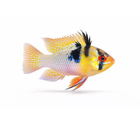 Sommerfuglecichlide - Mikrogeophagus ramirezi