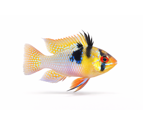 Sommerfuglecichlide - Mikrogeophagus ramirezi