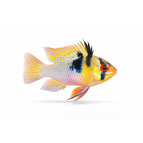 Sommerfuglecichlide - Mikrogeophagus ramirezi