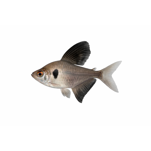 Sort Fantom Tetra - Hyphessobrycon megalopterus
