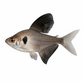 Sort Fantom Tetra - Hyphessobrycon megalopterus