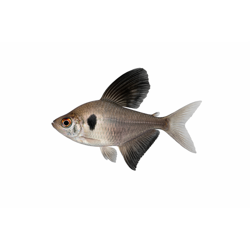 Sort Fantom Tetra - Hyphessobrycon megalopterus
