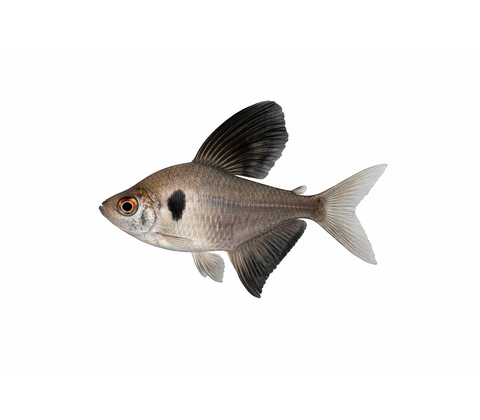 Sort Fantom Tetra - Hyphessobrycon megalopterus
