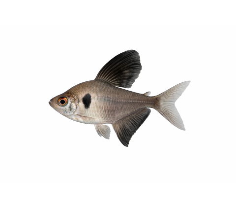 Sort Fantom Tetra - Hyphessobrycon megalopterus