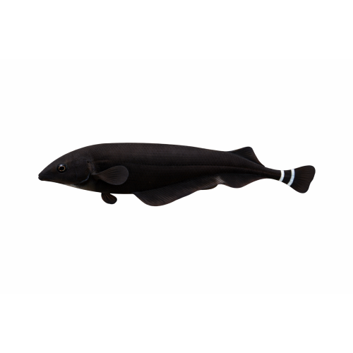 Sort Knivfisk / Black Ghost Knifefish - Apteronotus albifrons