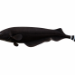 Sort Knivfisk / Black Ghost Knifefish - Apteronotus albifrons