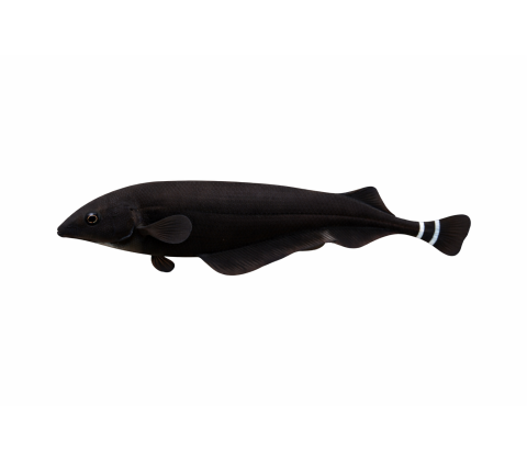 Sort Knivfisk / Black Ghost Knifefish - Apteronotus albifrons