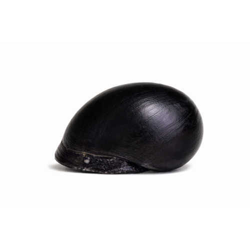 Sort Majssnegl - Neritina pulligera