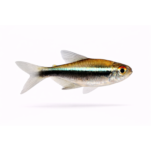 Sort Neon Tetra - Hyphessobrycon herbertaxelrodi