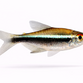 Sort Neon Tetra - Hyphessobrycon herbertaxelrodi
