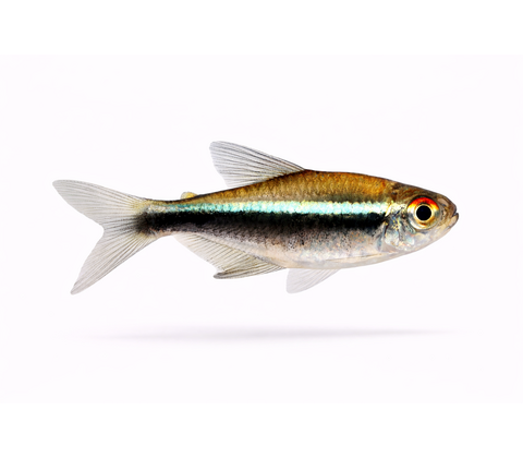 Sort Neon Tetra - Hyphessobrycon herbertaxelrodi