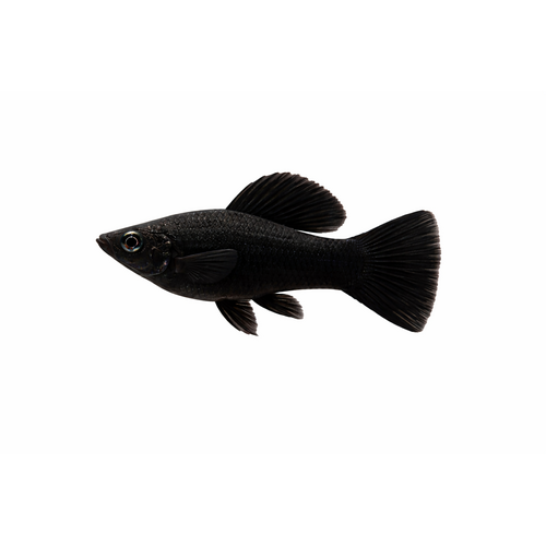 Sort Sphenops Molly - Poecilia sphenops