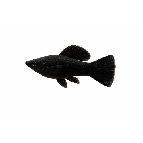 Sort Sphenops Molly - Poecilia sphenops