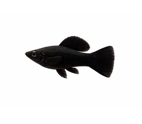 Sort Sphenops Molly - Poecilia sphenops