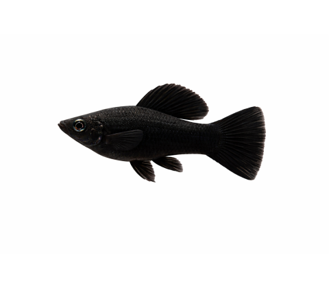 Sort Sphenops Molly - Poecilia sphenops