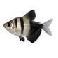 Sort Tetra - Gymnocorymbus ternetzi