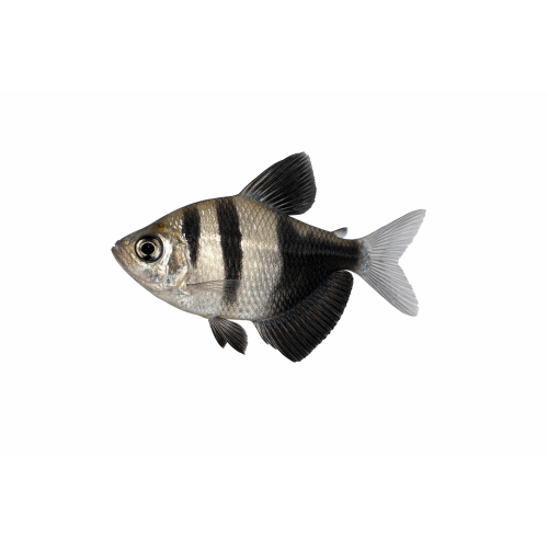 Sort Tetra - Gymnocorymbus ternetzi