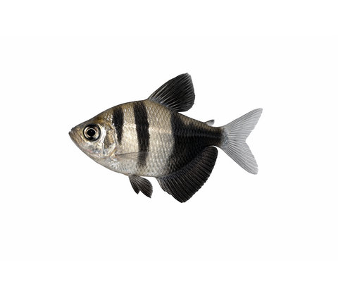 Sort Tetra - Gymnocorymbus ternetzi